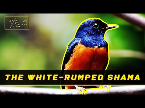 Meet The White-rumped Shama, The Chirping Prima Donna - 6th Episode