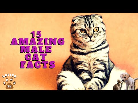 15 Interesting Facts About Male Cats That Will Amaze You