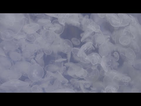 Cerys Hafana - Eiry (Official Music Video)