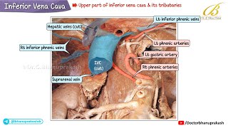 Inferior Vena Cava (IVC) | Cadaveric Anatomy, Relations & Clinical Correlations | USMLE Step 1