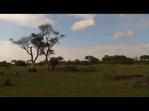 Djuma Private Game Reserve Live Stream