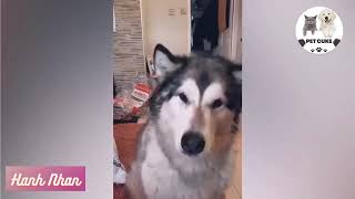 Funny Dog Videos funny animals🤣🐶Because of food the dog lost all shame.#pets #dog #funny #animals