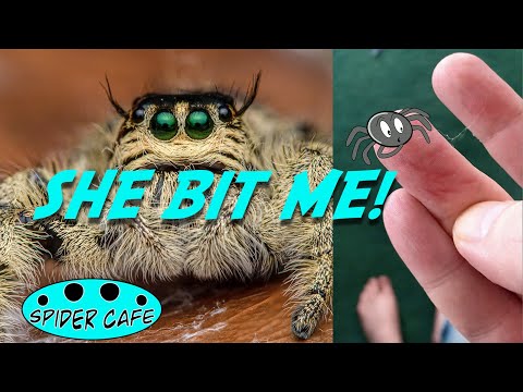 Jumping spider BITE, huntsman rehouses and much more.