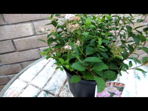 Spiraea Japonica 'Little Princess'