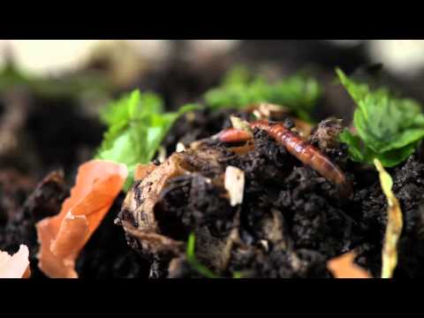 download lagu mp3 mp4 Pet Worms, download mp3 Pet Worms free download, download mp3 Pet Worms