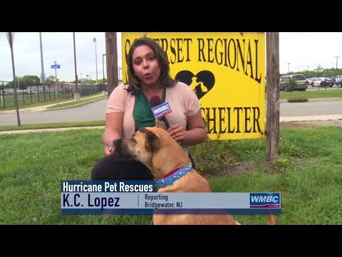 Hurricane Florence Pet Rescues