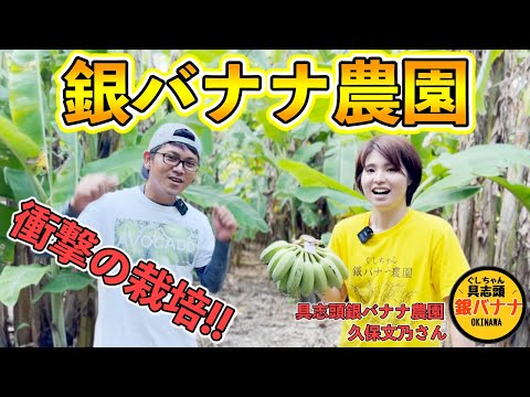 庭にバナナの木を植えることも可能です！そこに熱帯林を生み出す丈夫な種は何でしょうか?  庭園