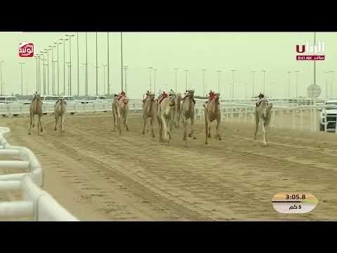 ش 9 (شامخه) لـ هجن الرئاسه 7:35:59 ، مهرجان ختامي الشحانية 2026/04/23 لقايا