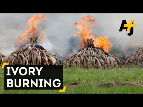 Burning Millions' Worth of Illegal Ivory