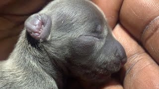 How to save a new born puppy that’s has that cry of death