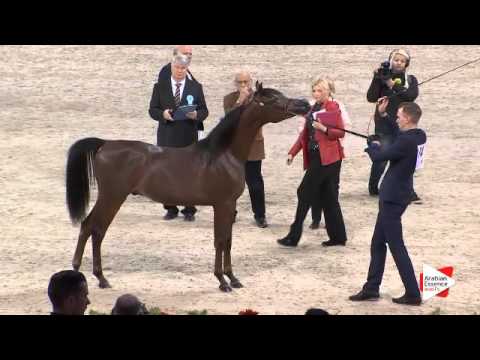 N.74 LUIGI - Paris 2015 - Yearling Colts (Class CM4 A)
