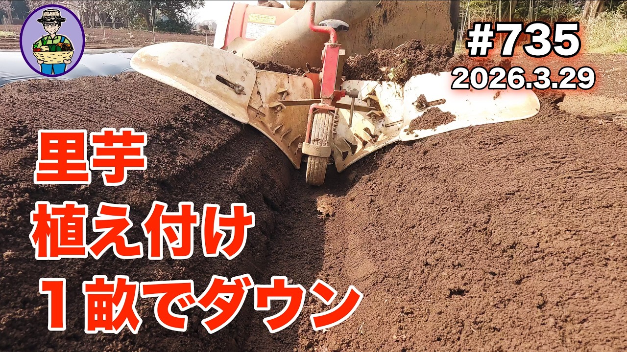 【里芋・玉ねぎ】 第735話、まだ３畝の植え付けが残っています。今日は１畝の植え付けにダウン。ほか、玉ねぎの中生のマルチを剥がしてみる。#オーガニック栽培 #家庭菜園 #農業VLOG