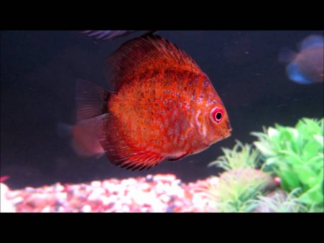 My Discus Fishtank