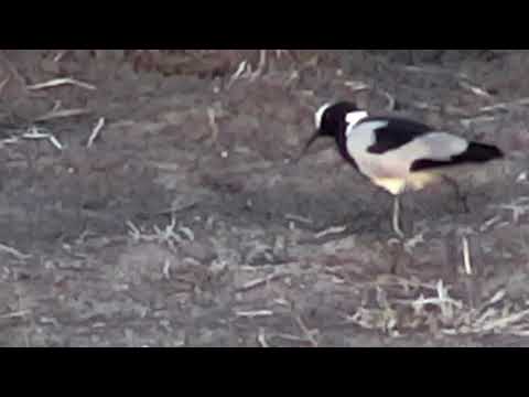 Djuma: Blacksmith Lapwing checking on eggs - 17:54 - 11/15/18