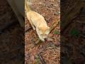 Cute Orange Tabby Comes Running To Me Meowing ️ Shorts