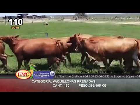 Lote 120 Vaquillonas C/ gtia de preñez en Virasoro, Corrientes