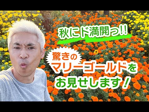 なぜマリーゴールドを庭に植えるのですか？おばあちゃんのヒントを見つけてください！  庭園