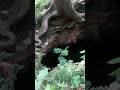 So Scared Bat Cave