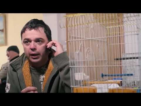 Cedo jebo mu caca papagajski