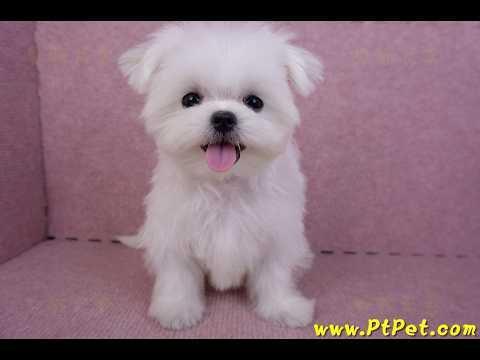 07/26迷你型馬爾濟斯公幼犬(屏東市)