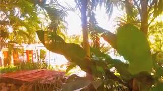 THIRD WORLD BAND : IT&#39;S NOT TOO LATE SLEEPER AWAKE &amp; GOOD-HEARTED PEOPLE w lyrics feat CAPLETON