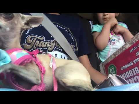 Dog biting sound affect (not bloody ,just the sound effect)