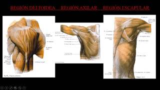 Organización topográfica de los miembros y grupos musculares - Anatomía