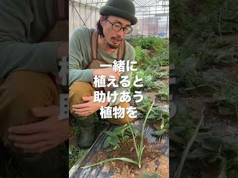 いつ、どのようにイチゴを鉢に植えるのですか？有機果物の栽培を成功させるために必要なすべてをお伝えします。  庭園