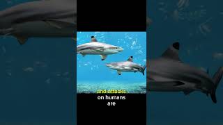 Interesting Facts about Blacktip Sharks #shorts #viral #wildlife