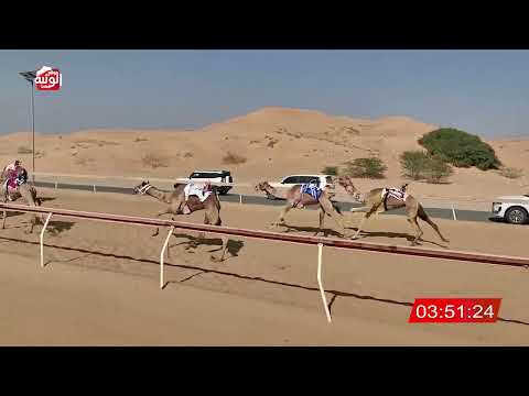 الشوط 21 (شواهين) لـ احمد ناصر الوهيبي 6:22 , شارة الديوان 2025/10/25 لقايا اللبسه 