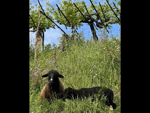 Camino Portuguese O Porrino to Redondela Day 10