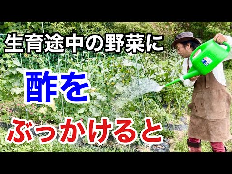 庭でおがくずを使用するにはどうすればよいですか？びっくりする実用的な使い方4つ！  庭園