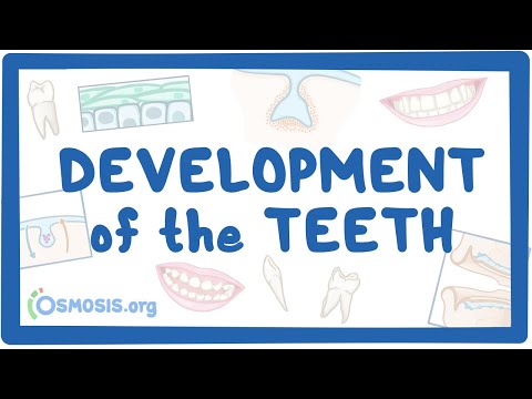 Development of the Teeth
