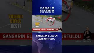 Sansarın Elinden Zor Kurtuldu! Panik Anları Kameraya Böyle Yansıdı