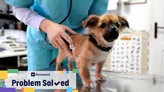 5 ways to save money as a dog owner | Problem Solved