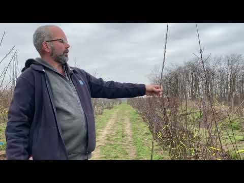 Szabadgyökerű oltvány első metszése – Miért elengedhetetlen ültetés után?