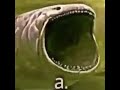 A Fish Meme A
