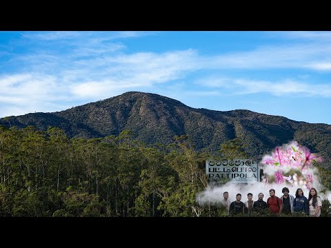 Rare Nelu Flower Mass Bloom at Thotupala Kanda 2025