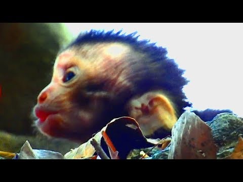 Sorrowful...Cry Sad Sound Waiting Mummy Back. Tiny Calvin Lay Down Alone With Feeling Sad & Cry.