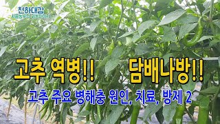 고추 역병피해 급중 담배나방 출몰 / 고추 병해충 예방 치료 방제법 2