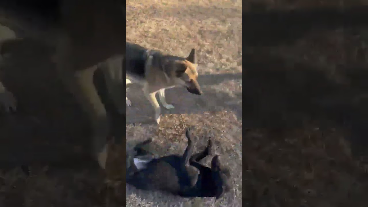 Enlarge Leah, a Adoptable mixed breed in Bartlett, TN video 6/6