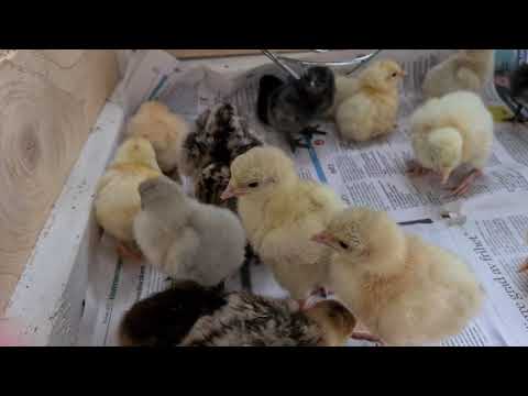 Barnkammaren är full av kycklingar.