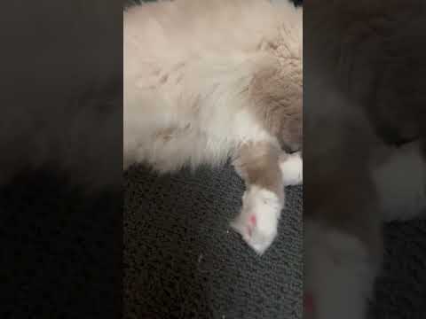 Sleepy Cats So Cute To Look at #catlover  #cats  | Ghure Ashi