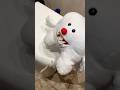Did You Brush This Morning Timothytooth Dentist Meme Memes Puppet Funny Bones