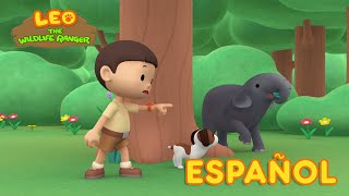 Leo, El Explorador Episodio #122 - El Elefante Asiático (Español)