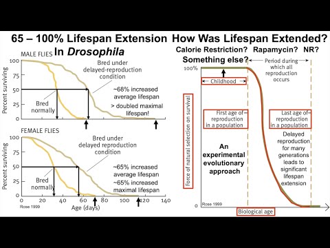 65 - 100% Lifespan Extension In Drosophila: A Conversation With Dr. Michael Rose (Part I)