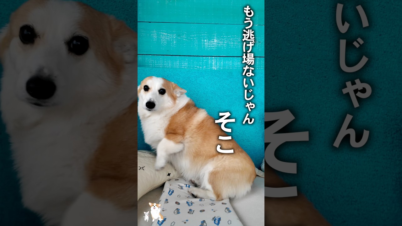 散歩嫌いな犬って存在するん？ #コーギー #つーちゃん #corgi