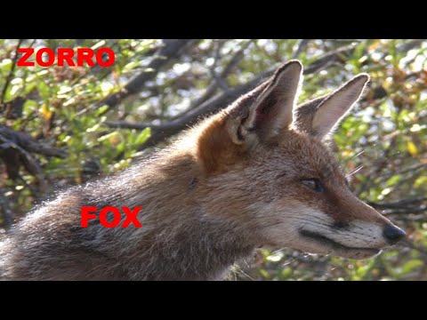 ZORRO SARNOSO | FOX WITH SCABIES | Vulpes vulpes