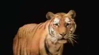 Sesame Street -  Who You Lookin&#39; At Tiger?