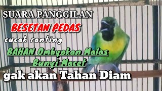 Download lagu CUCAK RANTING GACOR UNTUK PANCINGAN CUCAK RANTING BAHAN mp3